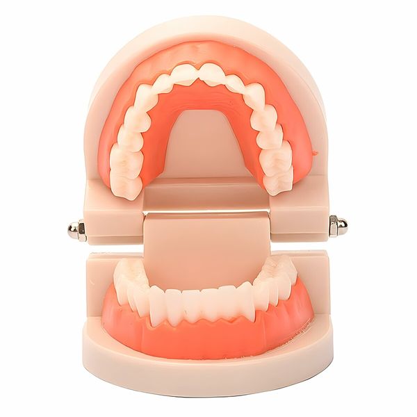 Standard Teeth Model,Kids Dental Teaching Study Supplies Standard Typodont Demonstration Teeth Model(Without Wisdom Teeth) (Convenient Design,No Need for Wrenches)