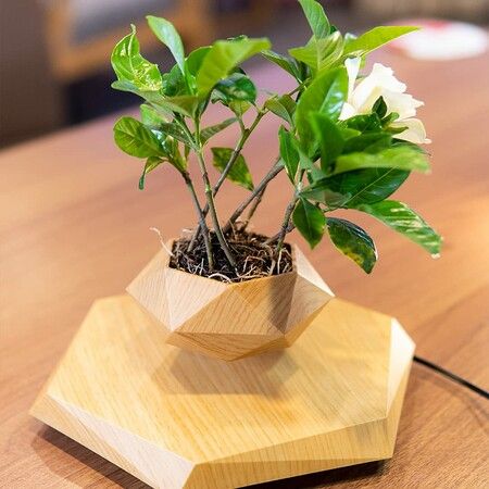 Levitating Plant Pot Floating Plant Pot for Small Plants Home Office Decor Magnetic Floating Levitating Display (Wood)