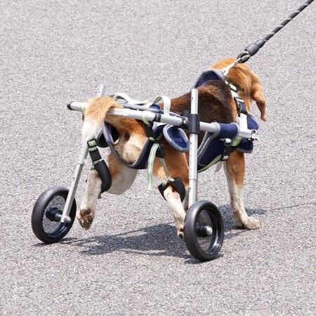 2 Wheels Dog Wheelchair for Back Legs, Pet Wheelchair Lightweight & Adjustable Assisting in Healing,  Dog Cart/Wheelchair for Injured, Disabled, Paralysis, Hind Limb Weak Pet(S)