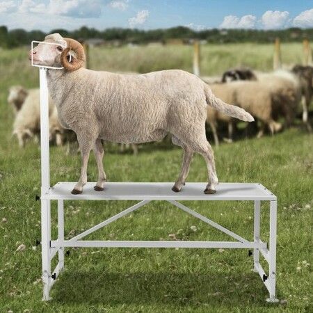 Goat & Sheep Stand, 47x23 inch Livestock Stand, Metal Livestock Milking and Shearing Stand 21" to 33" Adjustable Height, with Headpiece and Nose Loop, 500lbs Loading Weight, White