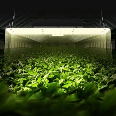 LED Grow Light, 200W Full Spectrum Dimmable, High Yield Samsung 2B1B Diodes Growing Lamp for Indoor Plants Seedling Veg and Bloom Greenhouse Growing, Daisy Chain Driver for 2x4/3x3 ft Grow Tent