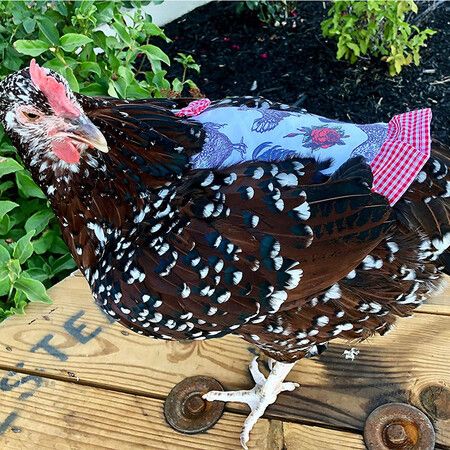 Standard Size Hen Saddle with Single Strap for Optimal Comfort and Feather Protection