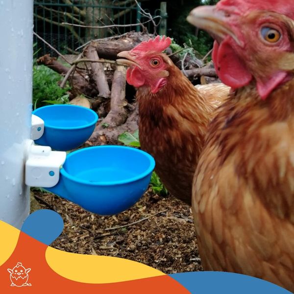 5-Pack Easy-to-install Auto Chicken Water Cups for Poultry - Suitable for Chickens, Ducks, Geese, Turkeys, and Bunnies