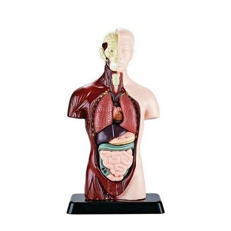 Teaching Human Torso Body Model: Anatomical Internal Organs for Early Education