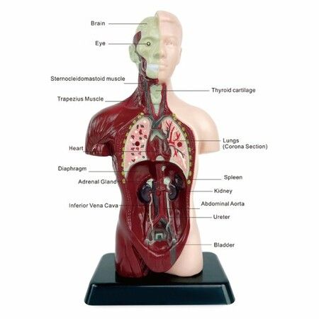 Teaching Human Torso Body Model: Anatomical Internal Organs for Early Education