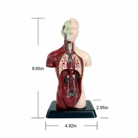 Teaching Human Torso Body Model: Anatomical Internal Organs for Early Education