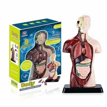 Teaching Human Torso Body Model: Anatomical Internal Organs for Early Education