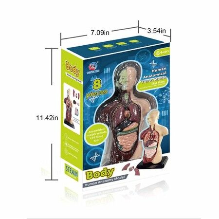 Teaching Human Torso Body Model: Anatomical Internal Organs for Early Education