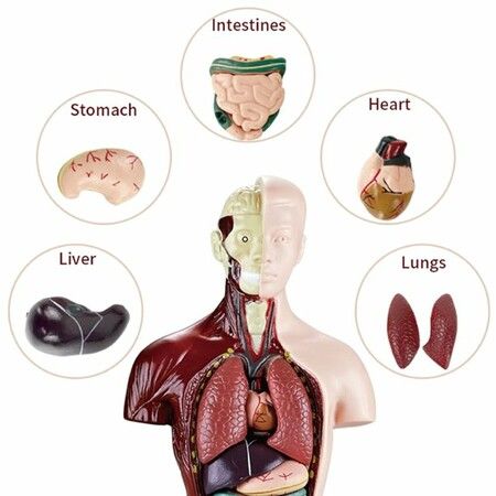 Teaching Human Torso Body Model: Anatomical Internal Organs for Early Education