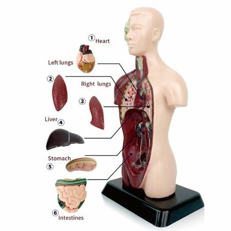 Teaching Human Torso Body Model: Anatomical Internal Organs for Early Education