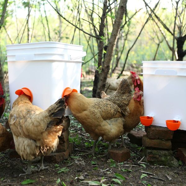 14-pack Automatic Chicken Feeder Ports Kit water set minimizes feed waste & spillage