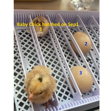 Fully Digital Automated 20 Egg Incubator with Hatching, Turning, and Candling Features for Chicken Quail Duck Poultry Bird