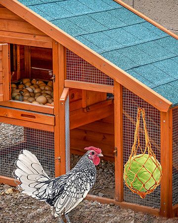 5-Pack Chicken Toys Variety Pack: Xylophone, Mirrors, Ladders, Swings, and Hanging Feeder for Chicken Coop Enrichment