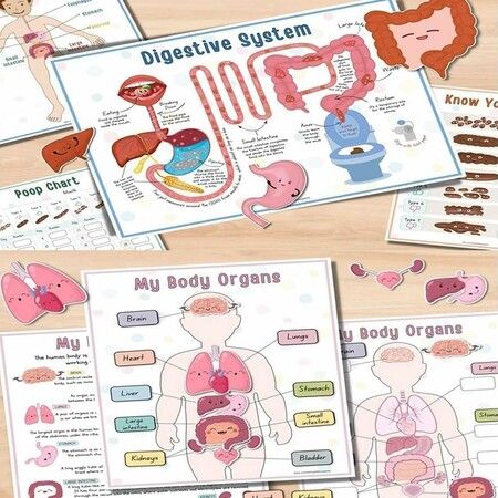 Human Anatomy Busy Book, Preschool Montessori Toys for Kids, Montessori Human Organ Match Preschool Interactive Anatomy Busy Book