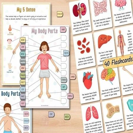 Human Anatomy Busy Book, Preschool Montessori Toys for Kids, Montessori Human Organ Match Preschool Interactive Anatomy Busy Book