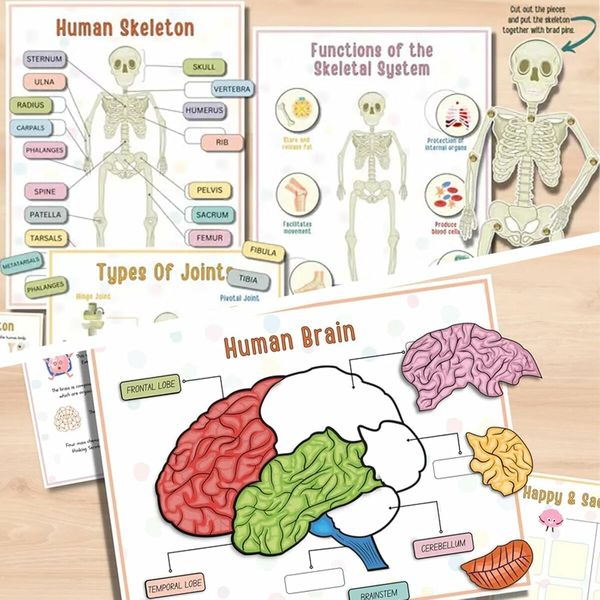 Human Anatomy Busy Book, Preschool Montessori Toys for Kids, Montessori Human Organ Match Preschool Interactive Anatomy Busy Book