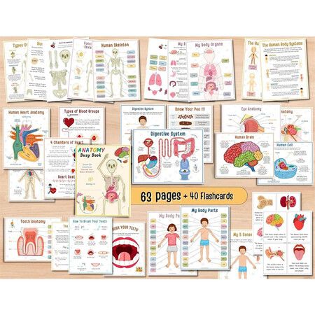 Human Anatomy Busy Book, Preschool Montessori Toys for Kids, Montessori Human Organ Match Preschool Interactive Anatomy Busy Book