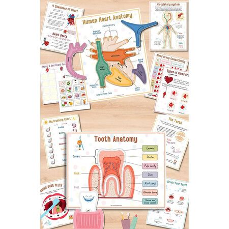 Human Anatomy Busy Book, Preschool Montessori Toys for Kids, Montessori Human Organ Match Preschool Interactive Anatomy Busy Book