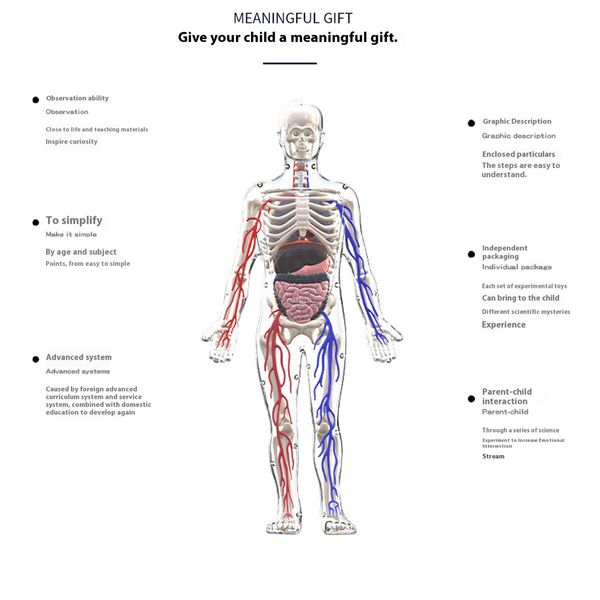 Mannequin Toy DIY Human Organ Puzzle Educational Science Kit for Primary & Secondary Students