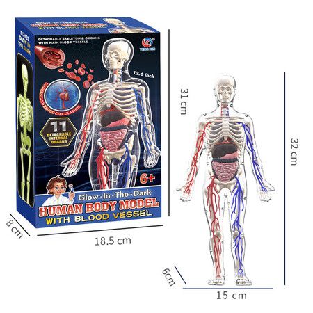 Mannequin Toy DIY Human Organ Puzzle Educational Science Kit for Primary & Secondary Students