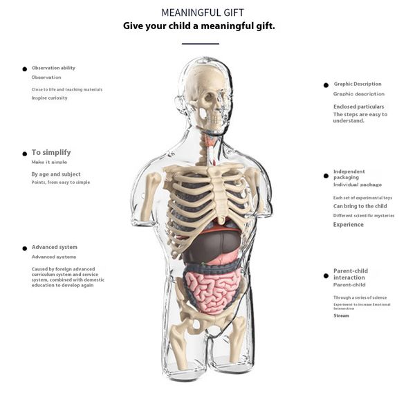 Transparent Half Body Human Organ Model DIY Assembly Toy Educational Science Kit for Primary & Secondary Students