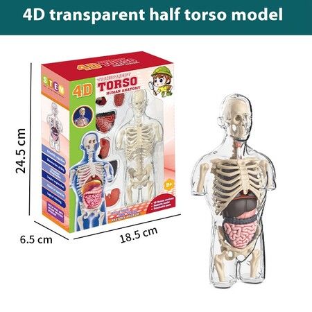 Transparent Half Body Human Organ Model DIY Assembly Toy Educational Science Kit for Primary & Secondary Students