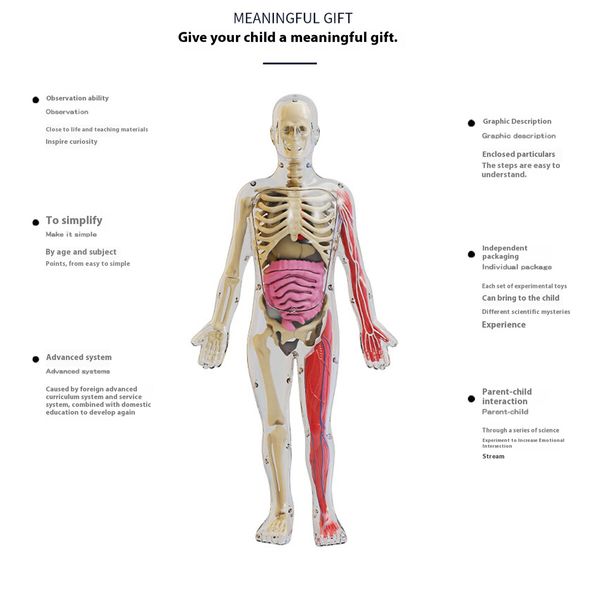 Luminous 4D Human Body Model DIY Assembly Puzzle Early Education Science Toy for Primary & Secondary Students