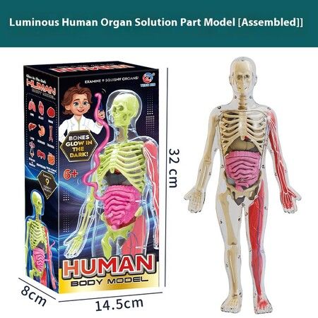 Luminous 4D Human Body Model DIY Assembly Puzzle Early Education Science Toy for Primary & Secondary Students