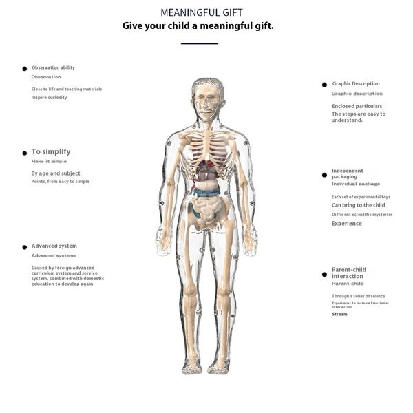 Transparent Full Body Skeleton Toy DIY Human Organ Puzzle Educational Model for Primary Secondary Students Early Science Learning