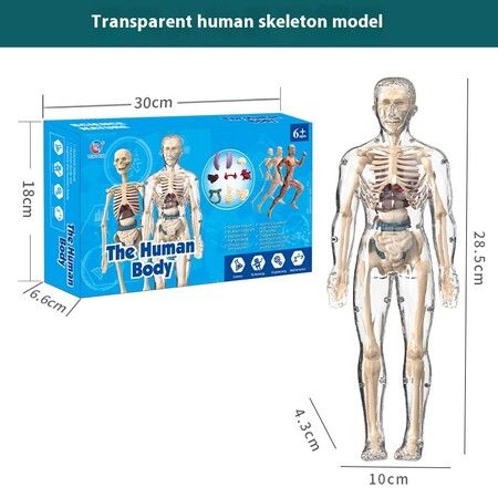 Transparent Full Body Skeleton Toy DIY Human Organ Puzzle Educational Model for Primary Secondary Students Early Science Learning