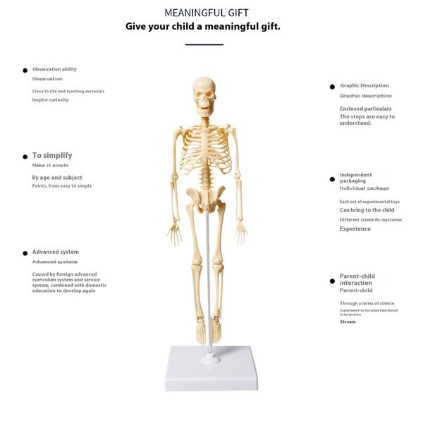 Full Body Skeleton Model DIY Human Organ Assembly Kit Educational Toy for Primary & Secondary Students Early Science Education