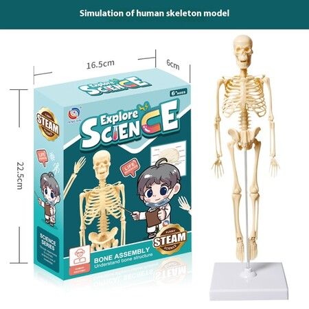 Full Body Skeleton Model DIY Human Organ Assembly Kit Educational Toy for Primary & Secondary Students Early Science Education
