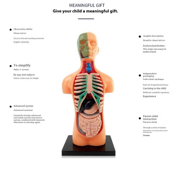 Half Body Anatomy Model DIY Human Organ Skeleton Kit Educational Toy for Primary & Secondary Students Early Science Education