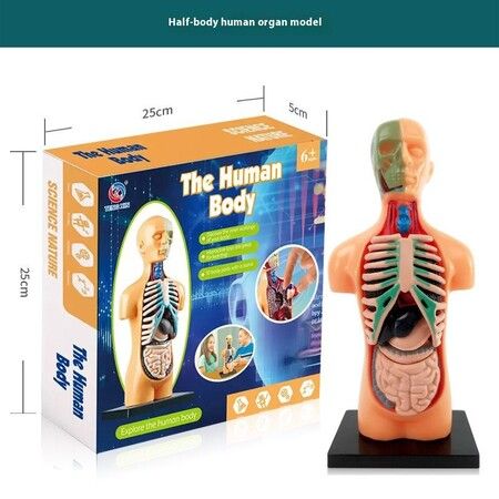 Half Body Anatomy Model DIY Human Organ Skeleton Kit Educational Toy for Primary & Secondary Students Early Science Education