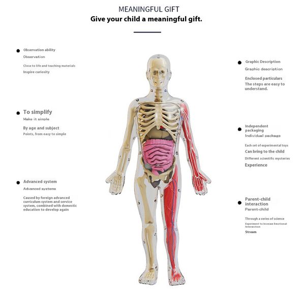 Glow in the Dark 4D Anatomy Model DIY Human Organ Puzzle Educational Toy for Primary & Secondary Students Early Science Education