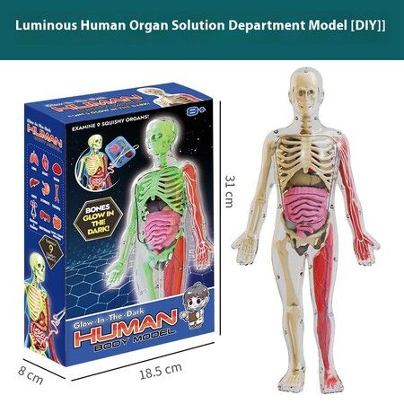 Glow in the Dark 4D Anatomy Model DIY Human Organ Puzzle Educational Toy for Primary & Secondary Students Early Science Education