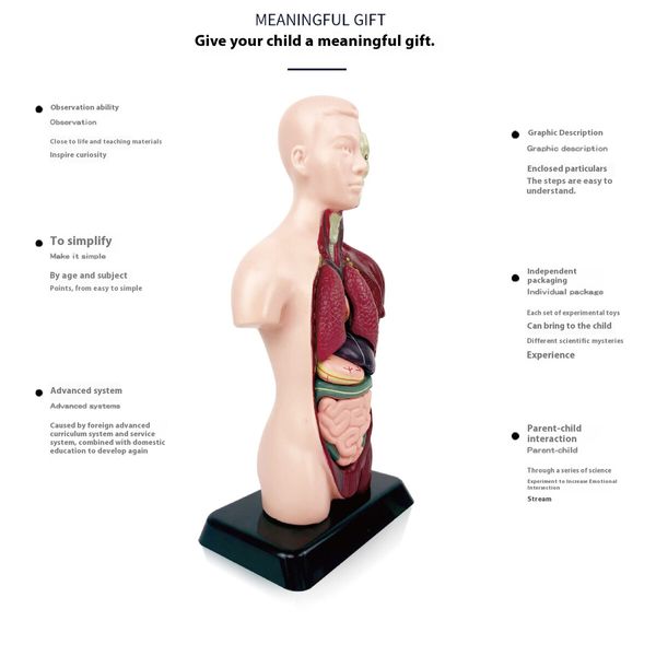 Simulated Half Body Anatomy Model DIY Assembly for Children Educational Toy for Primary Secondary Students Early Science Education