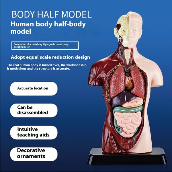 Simulated Half Body Anatomy Model DIY Assembly for Children Educational Toy for Primary Secondary Students Early Science Education
