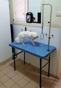 Love Love this Dog Grooming Table